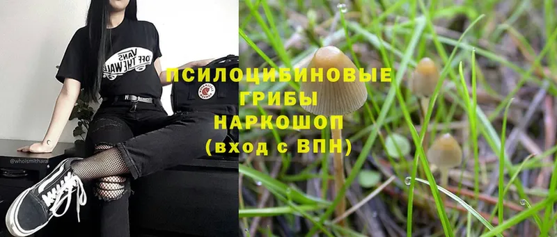 Псилоцибиновые грибы Psilocybine cubensis  Норильск 